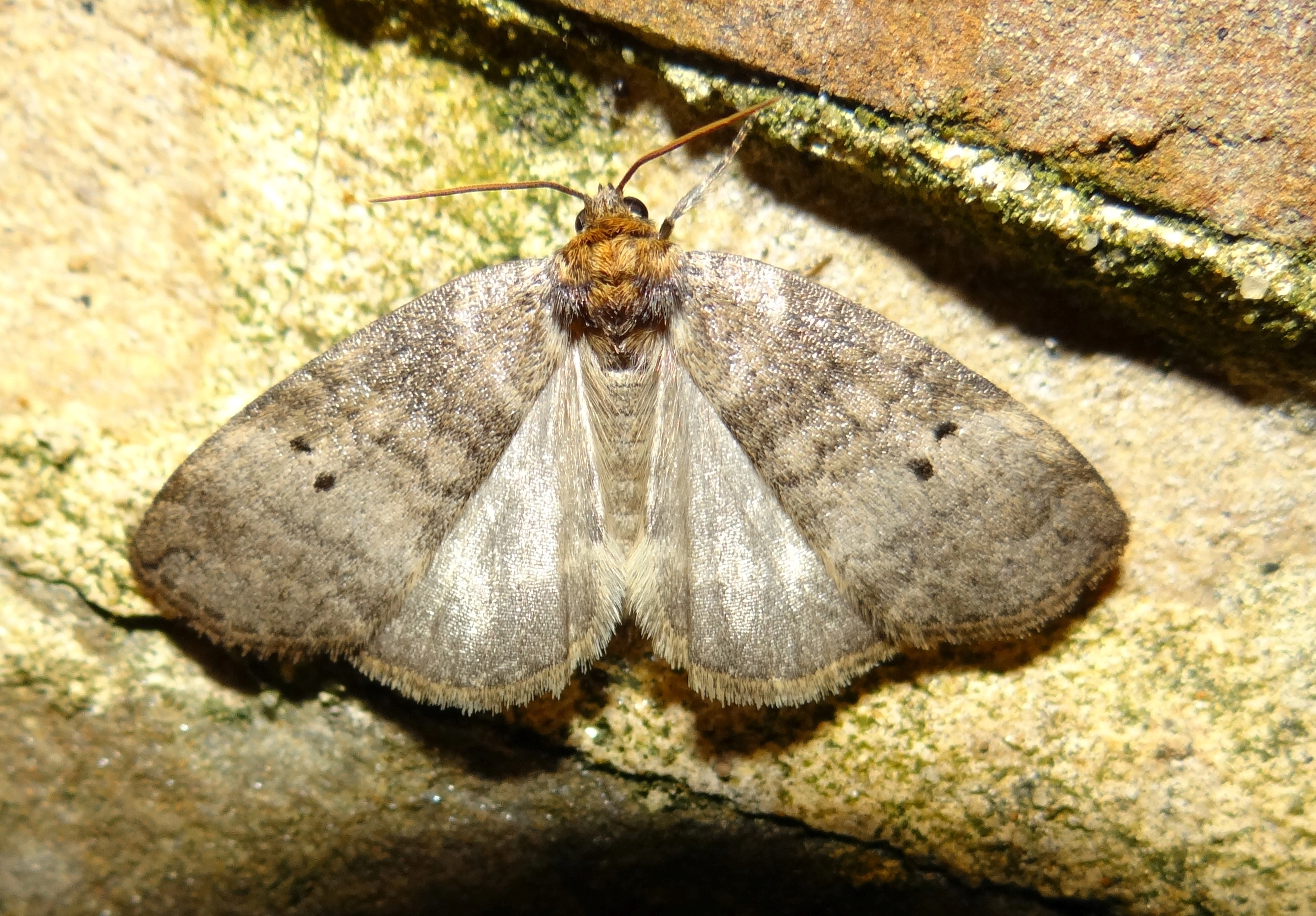 DSC08365Tweestip orvlinder – Ochropacha duplaris Damien Gregoire Belgie.JPG